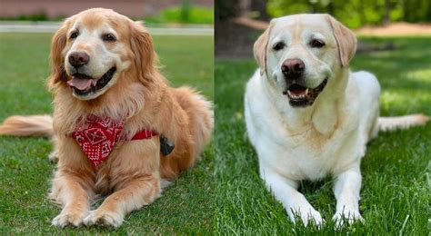Labrador And A Golden Retriever - Golden Retriever Vs. Labrador Retriever: Complete Comparison