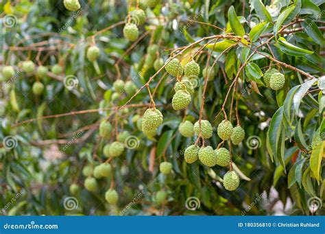 Picture Of Green Unripe Lychee Hanging From A Tree Stock Photo Image