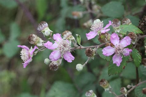 EL BLOG DE CHICHO RUBUS ULMIFOLIUS Zarza O Zarzamora