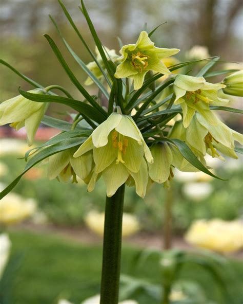 Fritillaria Raddeana Bulb Peter Nyssen Buy Flower Bulbs And Plants