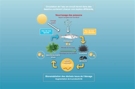 Aquaculture multitrophique intégrée AMTI