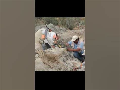 Quanto Ganha Um Paleontólogo No Brasil - Quanto Ganha um Paleontólogo no Brasil? #dinosaur #shorts #animals # ...