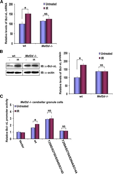 MEF2D Upregulates Bcl XL Expression After Exposure To IR A QRT PCR