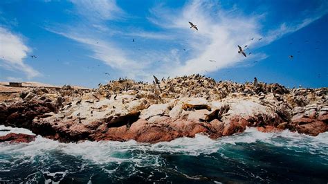 Cura Vendedor Recomendar Precio De Islas Ballestas Paracas