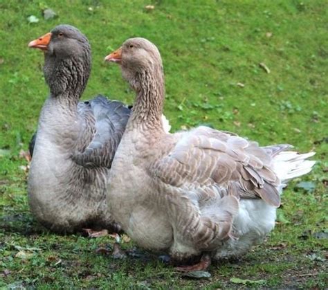 Geese Breed Focus Toulouse