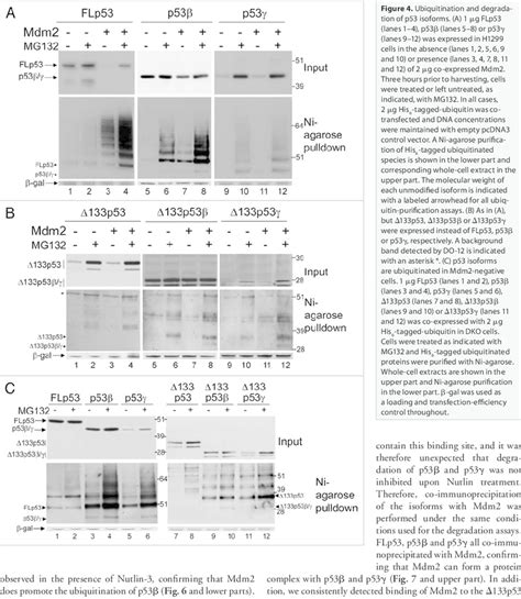 Ubiquitination And Degradation Of P Isoforms A G Flp Lanes