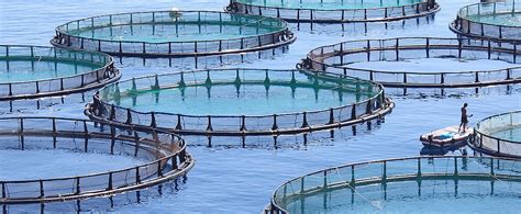 Advocacy To Shape Asian Fish Farming - Faunalytics