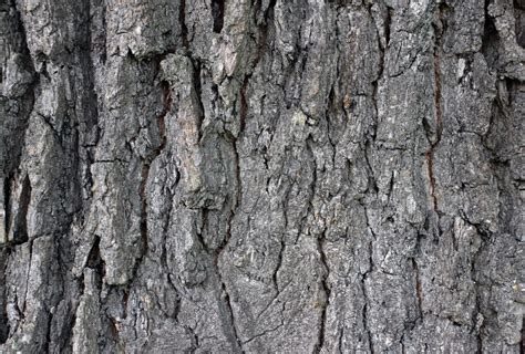 Fotos Gratis Naturaleza Rama Estructura Madera Textura El