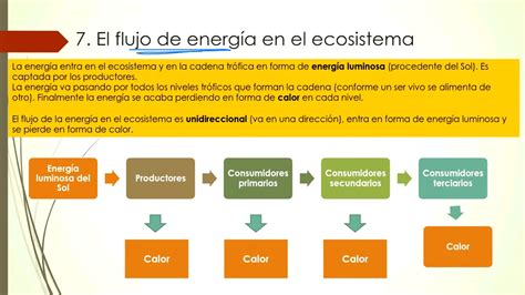 Sesión 2 2 Ciclo de la materia y flujo de la energía en el ecosistema