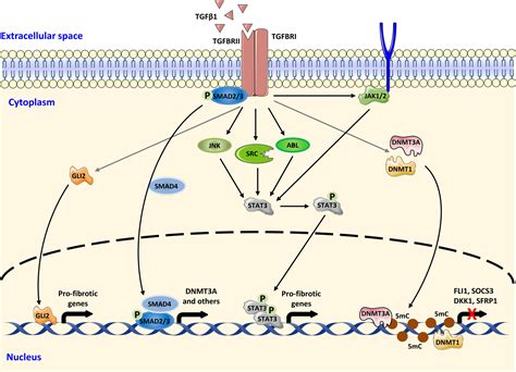 Cellular And Molecular Mechanisms In Fibrosis Dees 2021