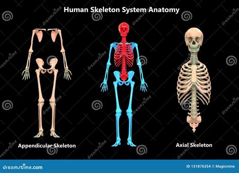 Anatomie Squelettique Appendiculaire Et Axiale De Système Cadre De