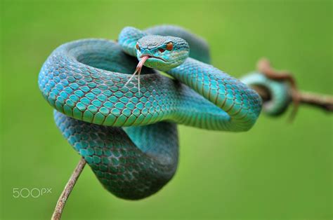 Viper Blue Por Edy Pamungkas Foto 227615229 500px Snake Images