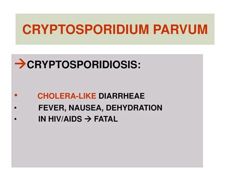 Ppt Amoeba Kelas Rhizopoda Protozoa Bergerak Dg Pseudopod I Kaki Semu Powerpoint