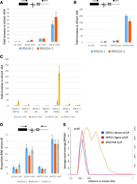 SnRNA Precursors Are Targeted For 3 0 5 0 Degradation By The Exosome