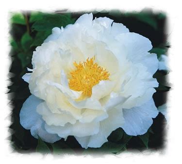 17 Best images about White Tree Peony on Pinterest | Gardens, Trees and LUSH