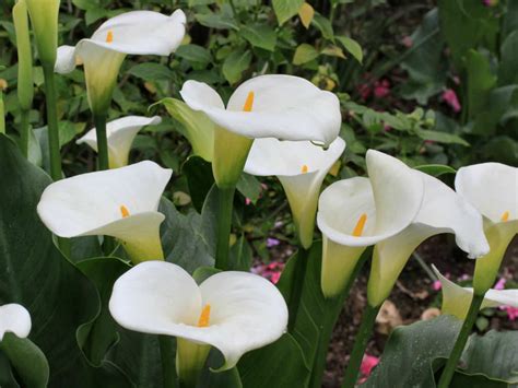 How To Grow And Care For Calla Lilies World Of Flowering Plants