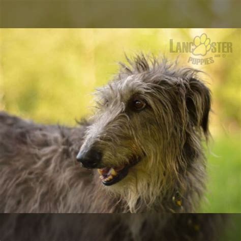 Scottish Deerhound Puppies for Sale | Lancaster Puppies