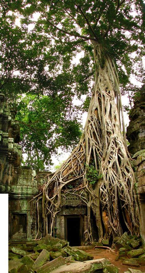 An Old Tree Growing Over The Entrance To A Temple In Ang Ang Vietnam