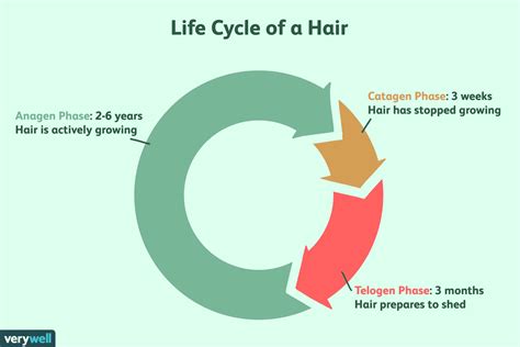 Anagen Phase of Hair Growth