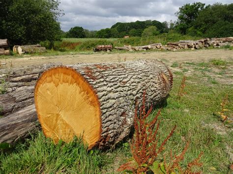 Sourcing Wood for our Benches - Friends of the South Downs