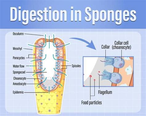 Digestion Process Vector Art, Icons, and Graphics for Free Download