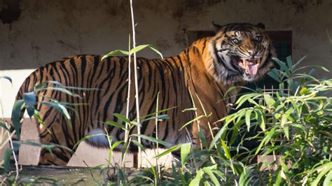 Wallpaper Grass Tiger Wildlife Big Cats Zoo Whiskers Fauna Cat