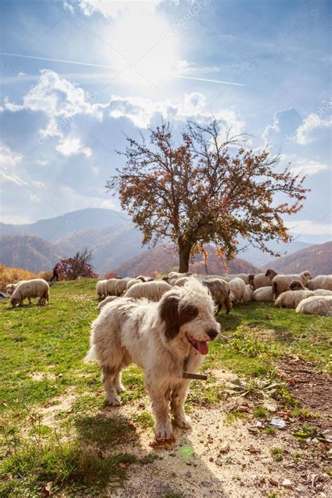 Los perros cuidan a las ovejas en el pasto de montaña 2024