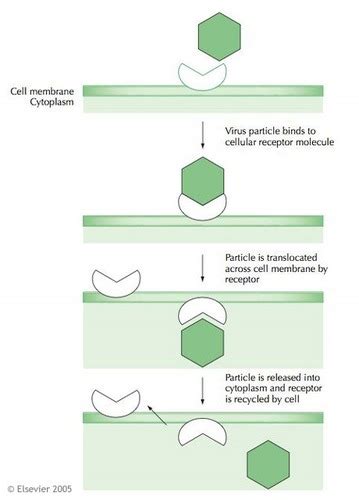 Virology Chapter 4 Replication Flashcards Quizlet