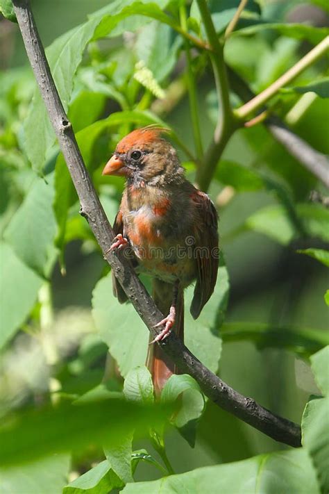 Northern Cardinal Eggs Cardinalis Cardinalis Stock Photo Image Of