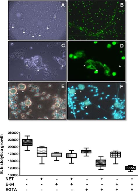 Interaction And Growth Of E Histolytica Trophozoites With Neutrophil Download Scientific