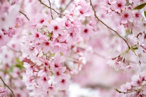 Cherry Blossom Meaning in the Language of Flowers - Petal Republic