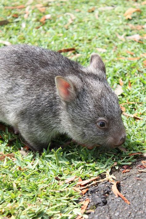 Common Wombat Joey | Cute australian animals, Australia animals, Wombat