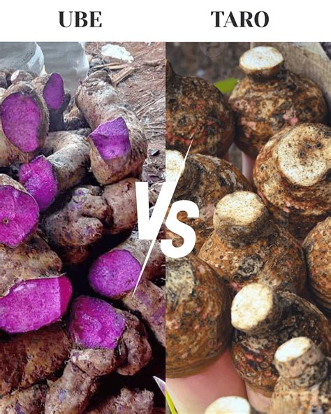 Ube vs Taro: what are the differences between these two Asian tubers