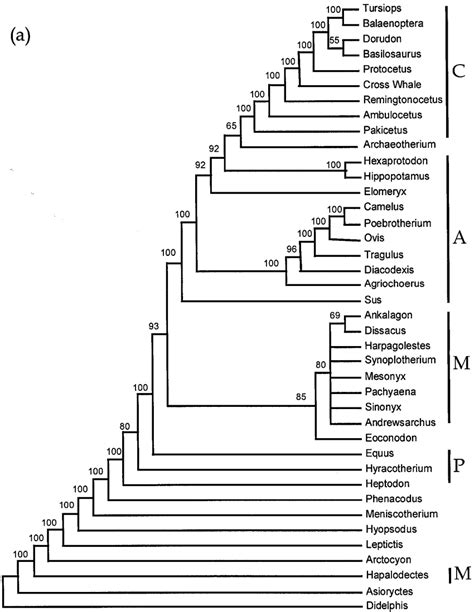 Phylogenetic Hypotheses Derived From Majority Rule Consensus Trees Of