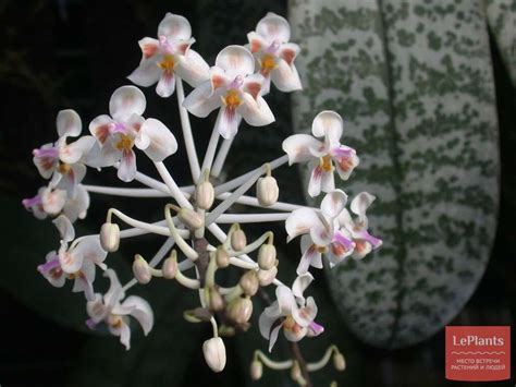 Фаленопсис целебесский (Phalaenopsis celebensis) — описание ...
