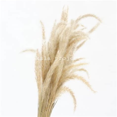 detail ilalang kering png koleksi nomer