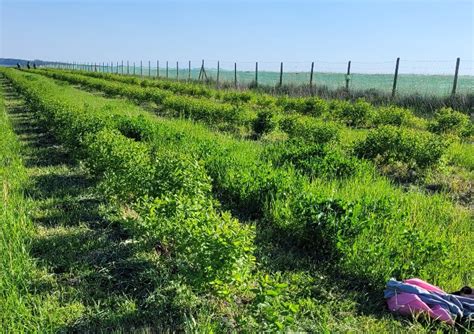 Conseng Enterprise S R L Producător produse ecologice Alune Aronia