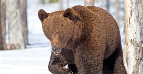 Bear Centre | Finland | Where The Wild Is Travel