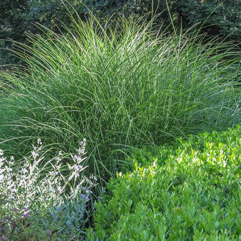 Dividing Maiden Grass Miscanthus Garden Tutor