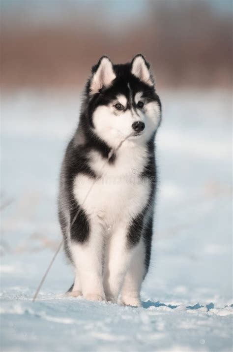 Ritratto In Bianco E Nero Del Cucciolo Del Cane Del Husky Siberiano Nel