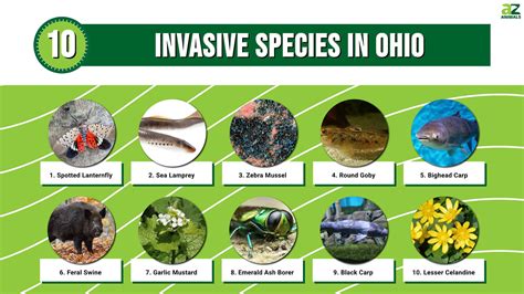 Discover 10 Invasive Species In Ohio A Z Animals