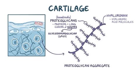 Cartilage structure and growth: Video & Anatomy | Osmosis