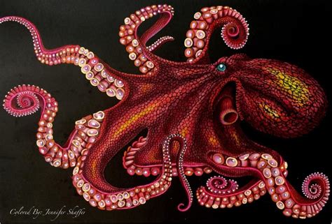 Octopus Drawing Realistic Color