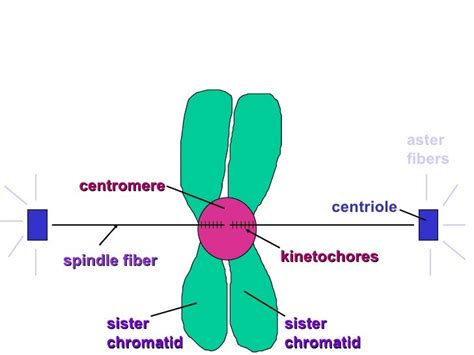 Mitosis