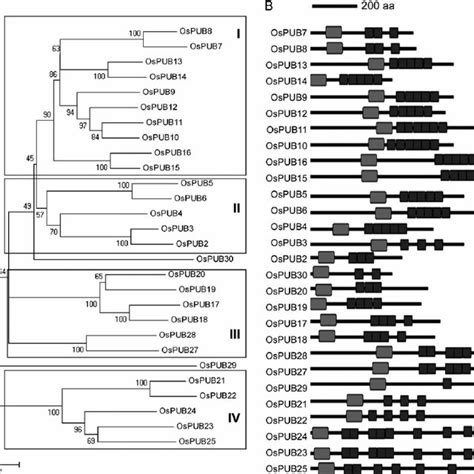 (PDF) Classification, Expression Pattern, and E3 Ligase Activity Assay ...