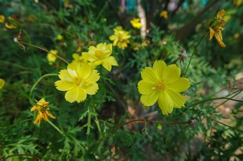 Premium Photo Bright Yellow Of Kenikir Sulfur Or Cosmos Sulphureus Flower