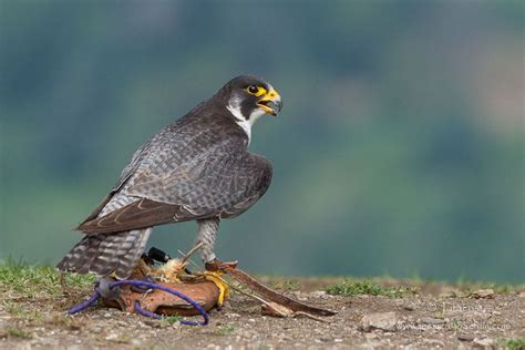 Faucon P Lerin Falco Peregrinus Les Carnets Nature De Jessica