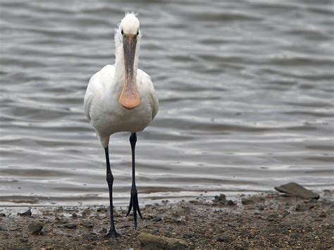 Spoonbill Bird Facts (Platalea leucorodia) | Birdfact