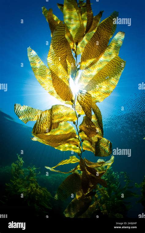 Giant Kelp Macrocystis Pyrifera San Clemente Island Channel Islands