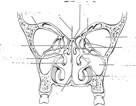 Nasal Cavity Diagram Quizlet